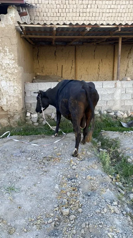 Sigir bo'g'oz sotiladi 4 Sigir bo'g'oz sotiladi 4