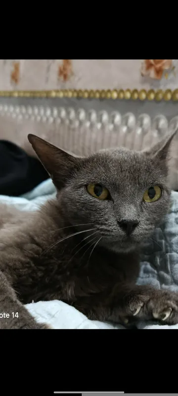 Russian blue (rassiya moviy muwugi)sogʻlom 2