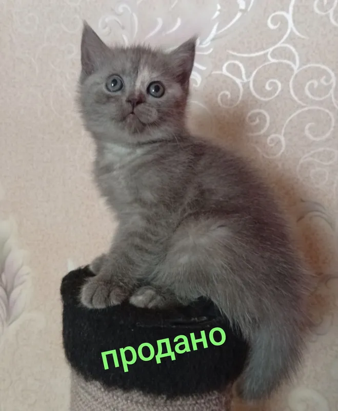 Британские котята.Акция!За двоих 700.000! — фото 9