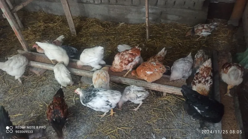 Kürk toviqlar bemalol