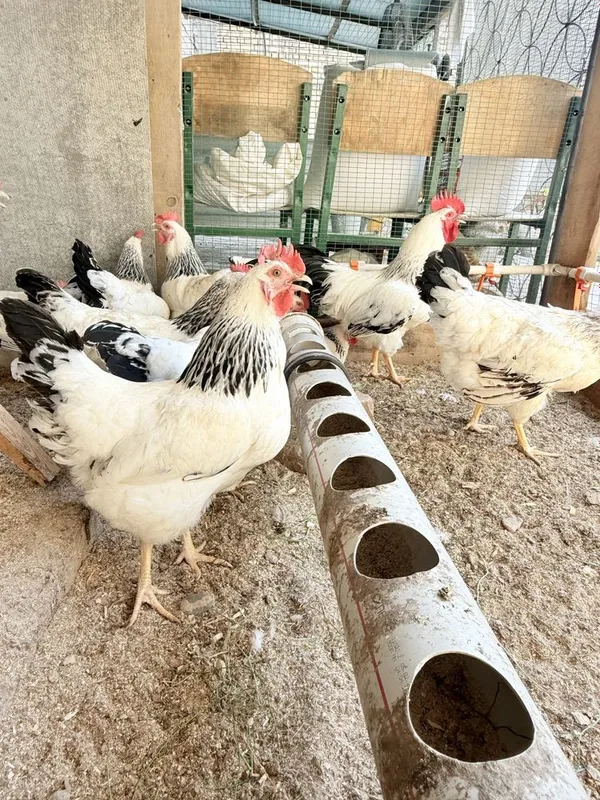 adler tuxumlari bor 3