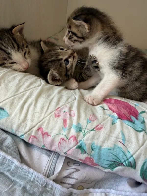 Кошка 4