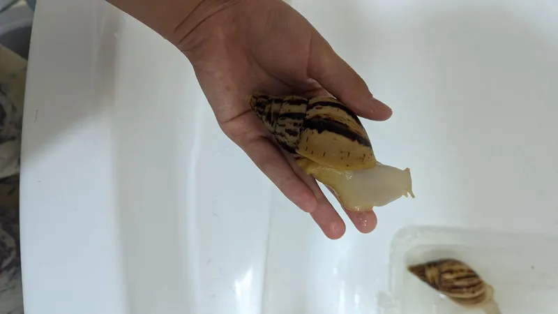 Axatina salyangozlari, naslli albinoslar 3 Axatina salyangozlari, naslli albinoslar 3
