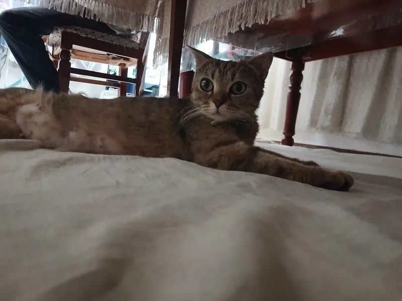 Кошка шотландский скотиш фолд ихнин мама 3 котят Малчики 1 месяц 5 Кошка шотландский скотиш фолд ихнин мама 3 котят Малчики 1 месяц 5