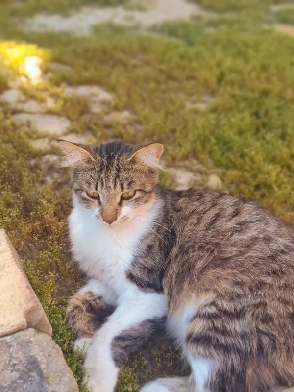 Котик Васька ищет дом — фото 1
