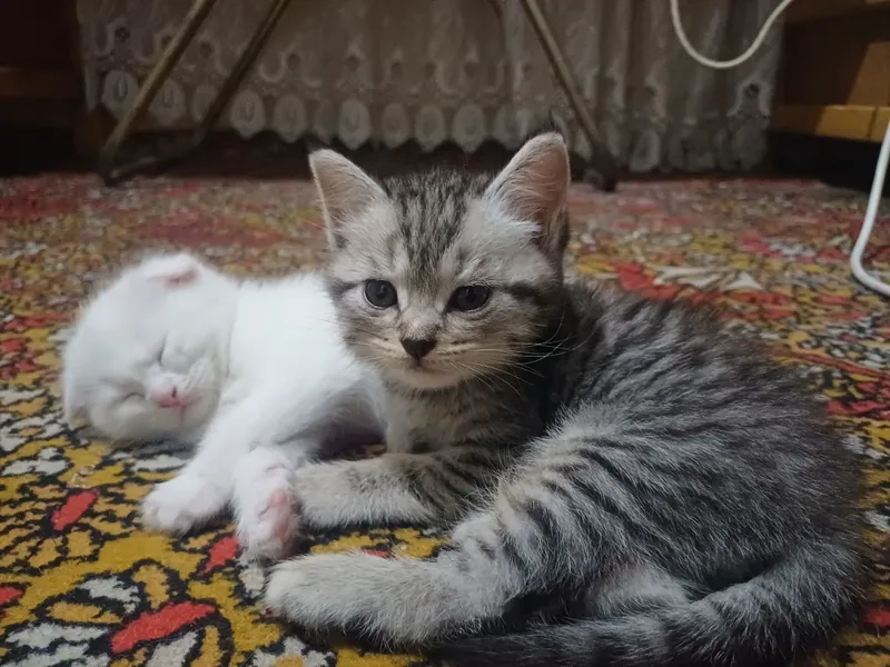 Mushuklar (Scottish Fold) — фото 3