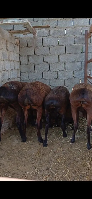 Assalomlekum Urgʻochi qoyla va Bogʻoz Qoylar sotiladi 2 Assalomlekum Urgʻochi qoyla va Bogʻoz Qoylar sotiladi 2
