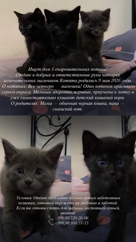 Котята