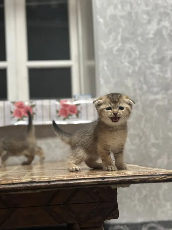 Zolotaya shinshilla 1 yarim oylik jinsi ogil toza qon