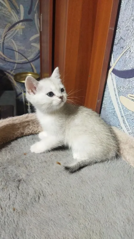 продаются шотландские котята серебряная шиншилла — фото 5