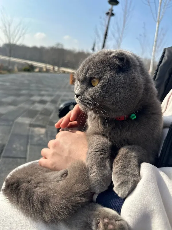 Zotdor urg‘ochi British Shorthair 3 Zotdor urg‘ochi British Shorthair 3