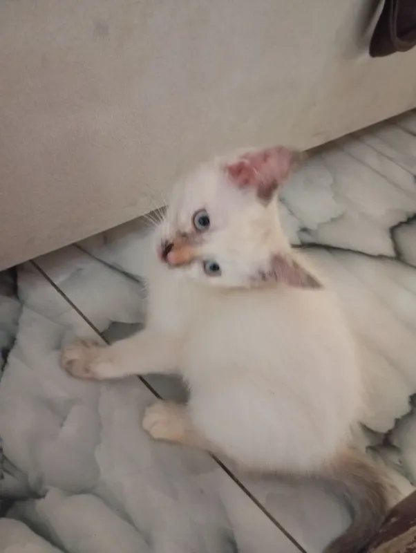 Кошки отдам даром
