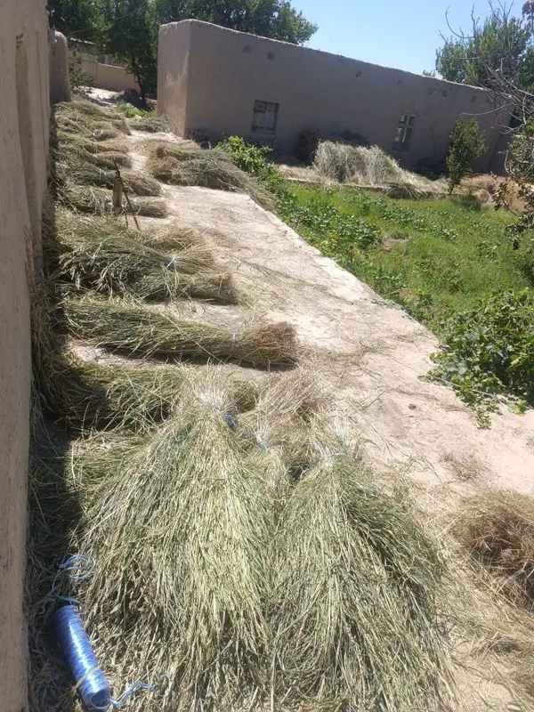 Jugori Poyalar sotiladi yaqinda urib qurutilgan Jugori Poyalar sotiladi yaqinda urib qurutilgan
