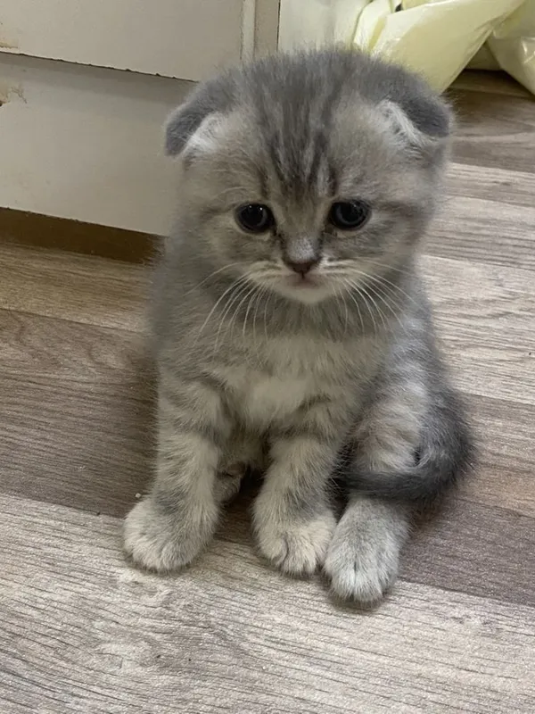 вислоухий котенок, их 4 штук.