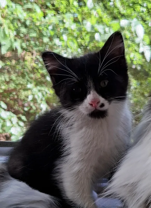 Котик 2 месяца.