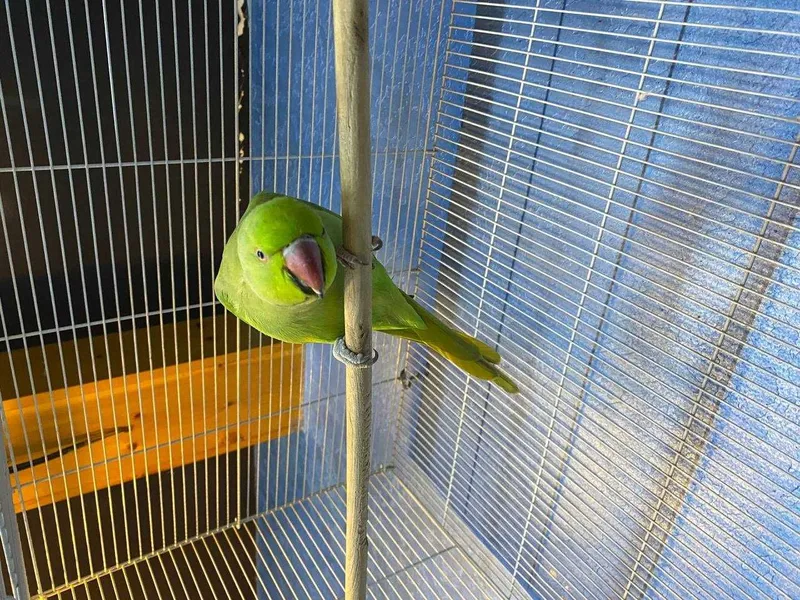 popugay ajerella 1 popugay ajerella 1