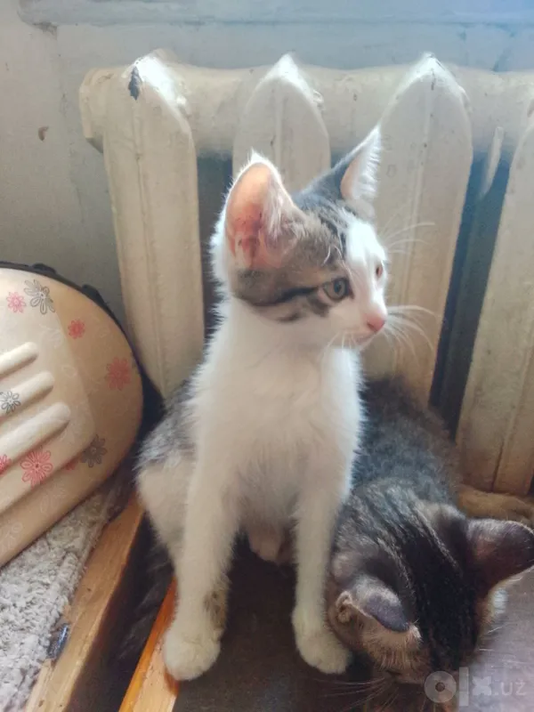 Домашние чистые котята, 2 месяца. 2 Домашние чистые котята, 2 месяца. 2