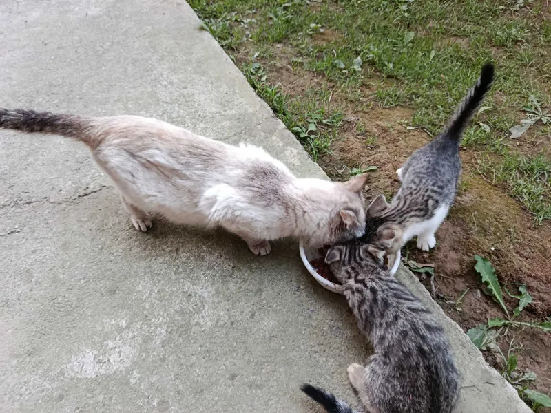 Отдам кошку и котят