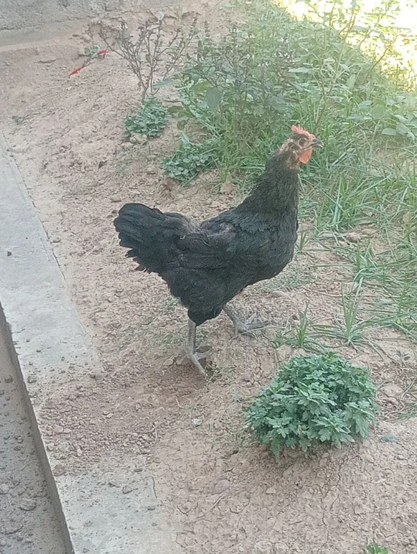 Qora shaxzoda sotiladi 5