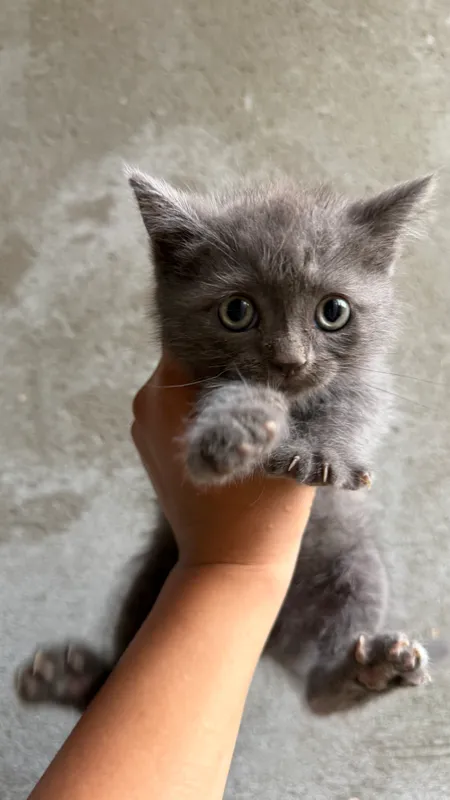 Котенок 1 Котенок 1