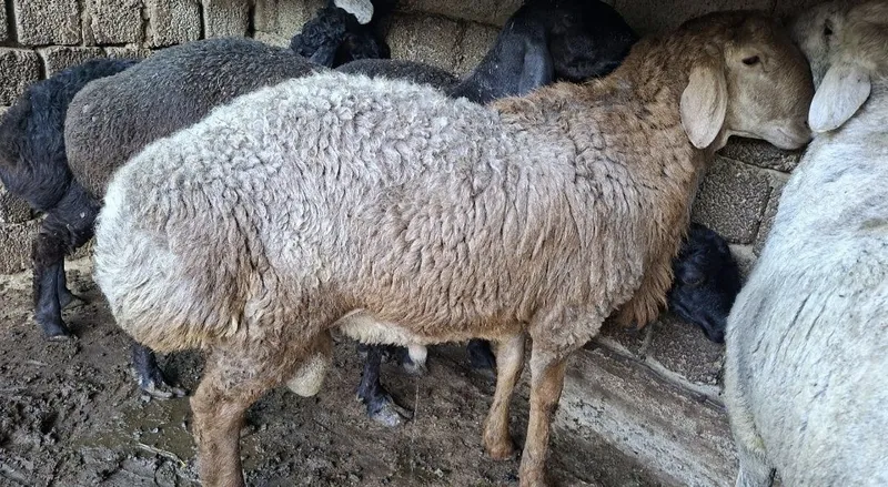 Qochqor sotiladi 3 Qochqor sotiladi 3