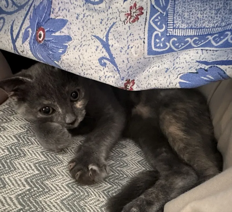 Котята в добрые ручки 1 Котята в добрые ручки 1