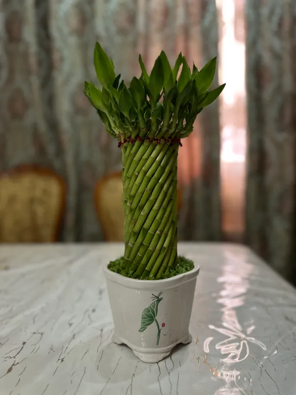 Драцена Сандера (Бамбук счастья, Лаки Бамбук) 2 Драцена Сандера (Бамбук счастья, Лаки Бамбук) 2