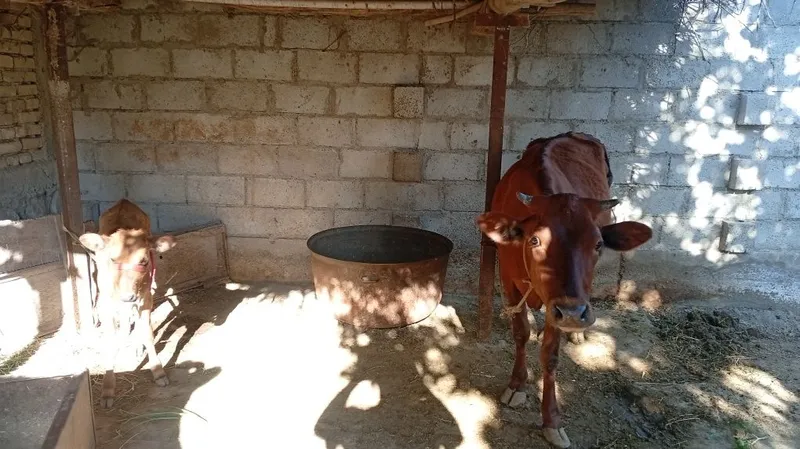 Ona bola sigir sotiladi.Birinchi qorin tugʻishiBolasi moda 3 Ona bola sigir sotiladi.Birinchi qorin tugʻishiBolasi moda 3