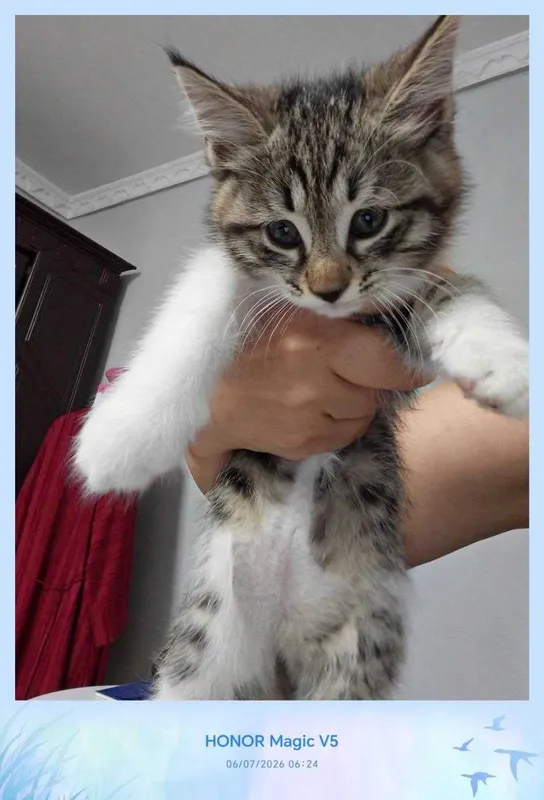 Котенок, дома родился, домашний Котенок, дома родился, домашний
