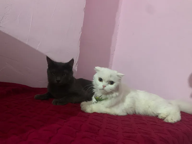 Продаётся британская и сиамская кошка 1