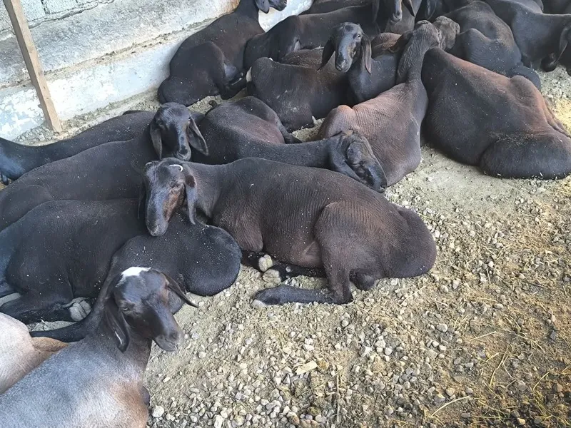 Qoylari sotiladi 7 oyli qozi qochqorla 4