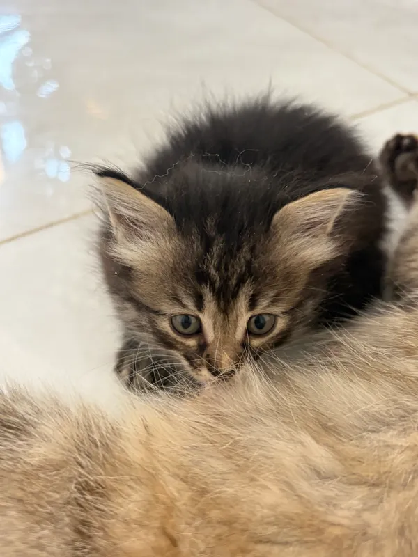 Котята бесплатно — фото 1