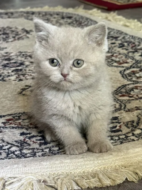 Продаётся котята