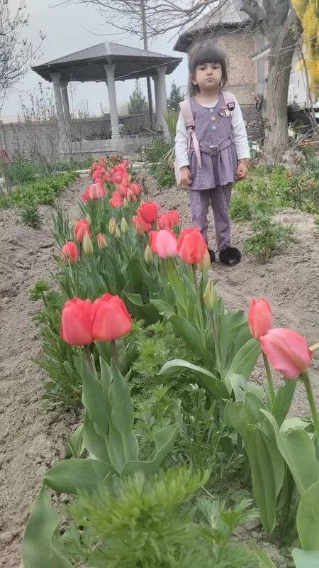 Лола гулини пийози сотилади донага — фото 1