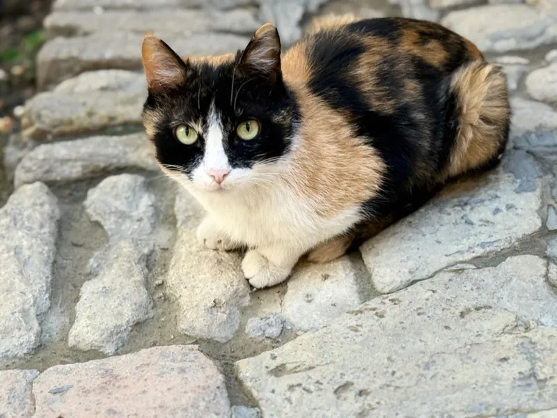 Отдам домашние котята — фото 2