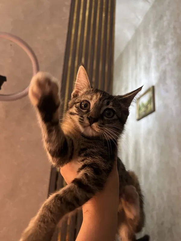 отдам котенка в добрые руки 2 отдам котенка в добрые руки 2