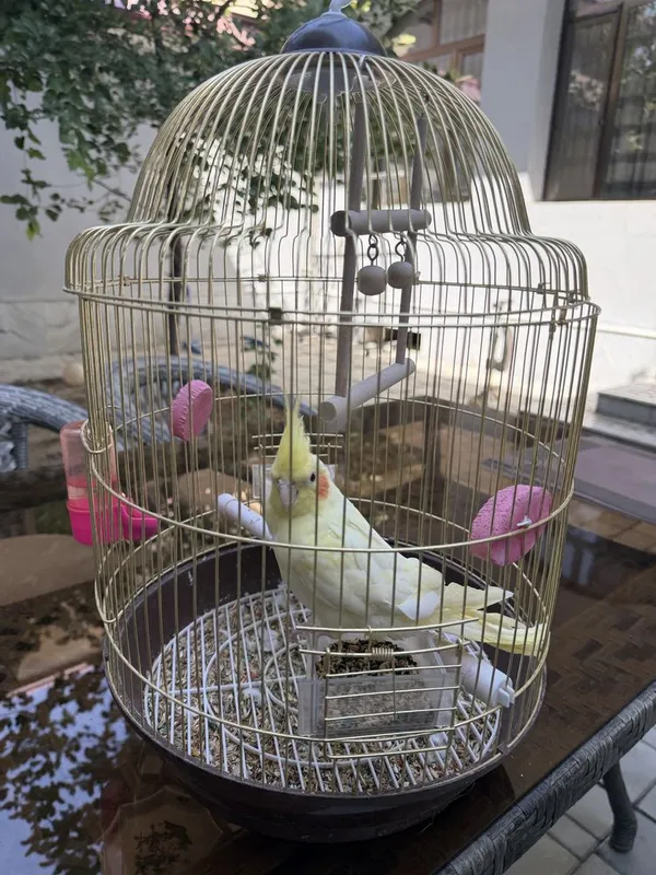 Корелла птица недавно купили 3 Корелла птица недавно купили 3