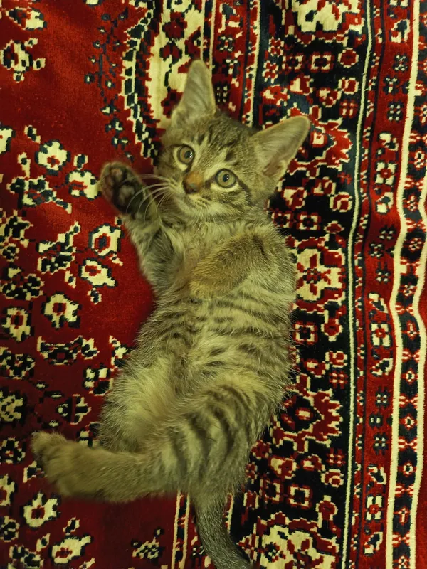 mushukchalar hadyaga 2 oylik lotok biladi aqilli. — фото 4