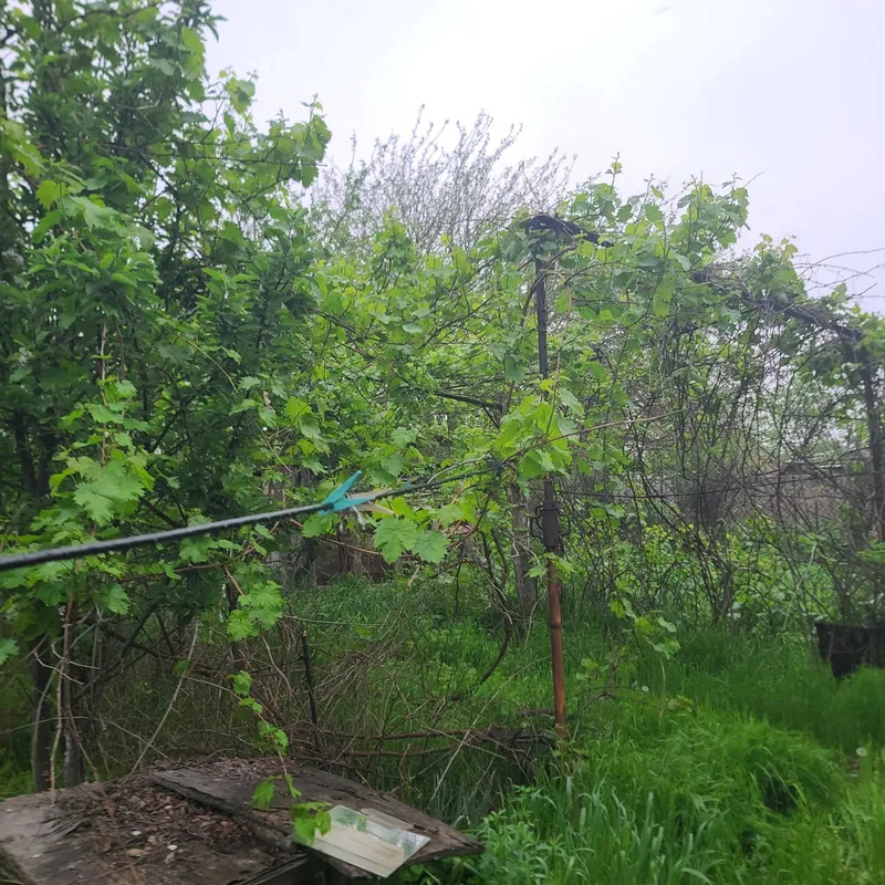 Продаётся дача-ферма 24 соток, dacha-ferma, 24 sotix sotiladi — фото 4