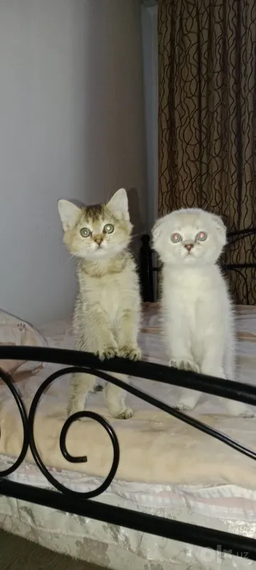 Yaxshi qo‘llarga hashamatli, yoqimtoy mushukchalar 4 Yaxshi qo‘llarga hashamatli, yoqimtoy mushukchalar 4