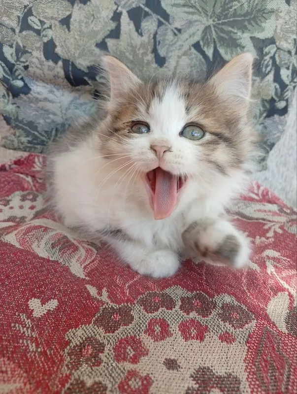 Котята в хорошие руки — фото 1