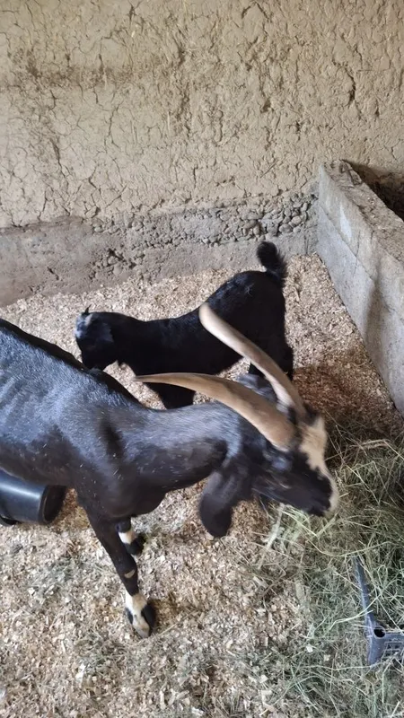 Echki ona bola sotiladi 6