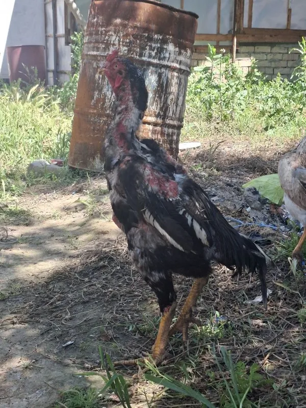 Xorzlar sotiladi 1