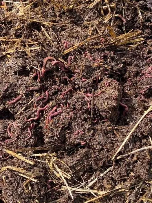 Biogomus uyda qilingan sifatli