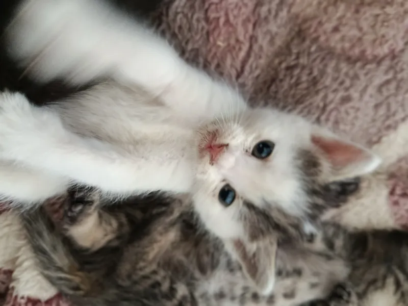 Котенок срочно ищет своего дома 1