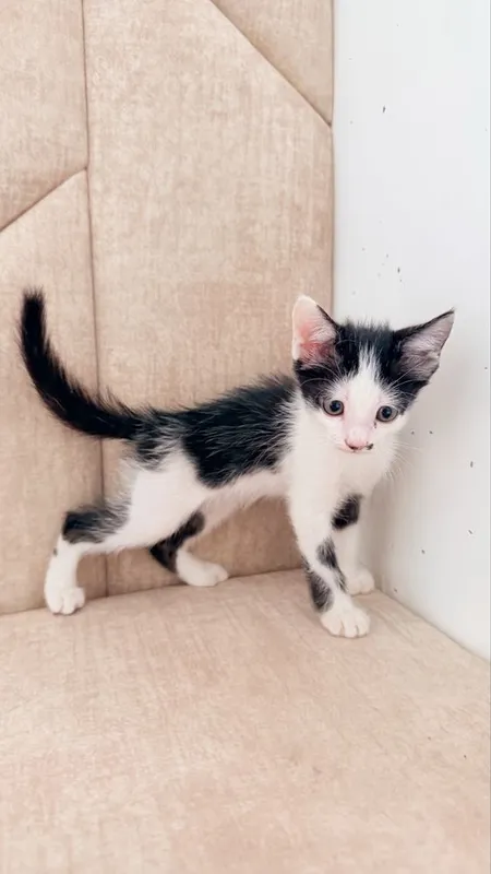 Отдам 3 котят в хорошие руки 3 Отдам 3 котят в хорошие руки 3