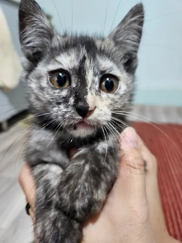 Mushukchani bepul beraman 3 Mushukchani bepul beraman 3