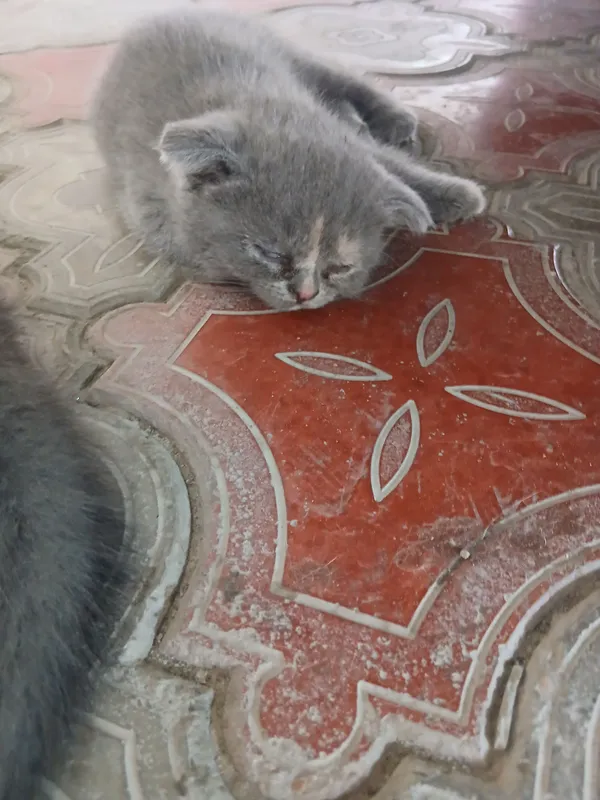Продаются котята 6 Продаются котята 6