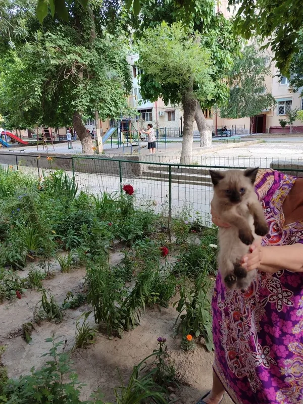 Маленький котёнок