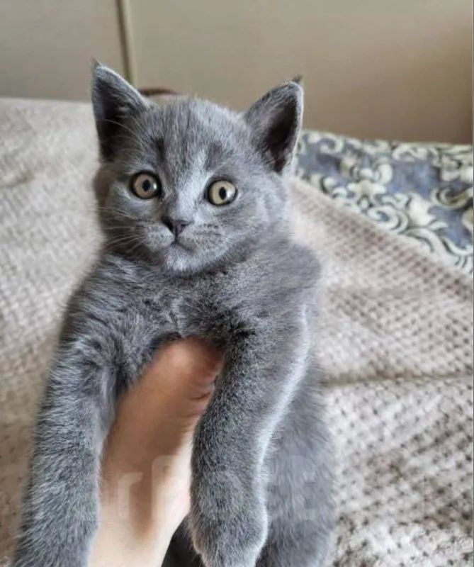 Срочно продаётся котёнок скотиш девочка 3 Срочно продаётся котёнок скотиш девочка 3